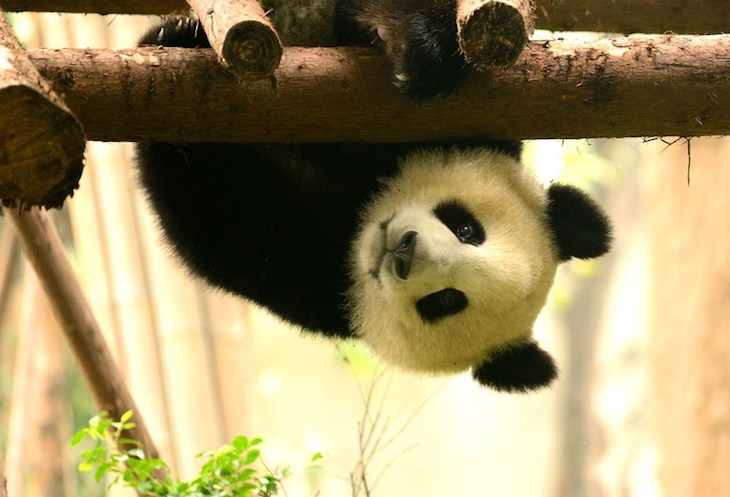 chengdu_cover
