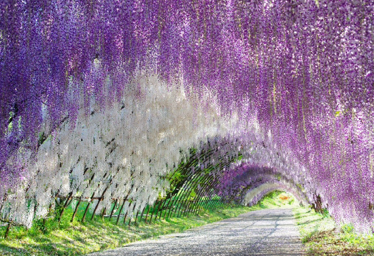 giappone